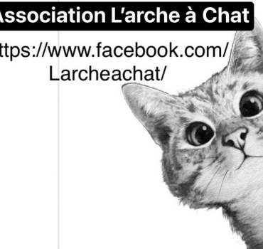 Cagnotte l arche à chat