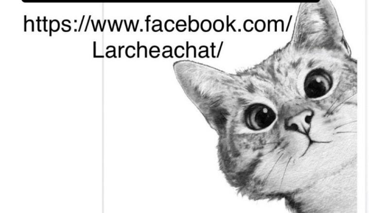 Cagnotte l arche à chat