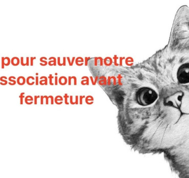Cagnotte pour sauver l association l arche à chat