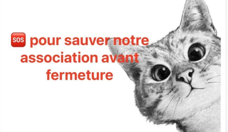 Cagnotte pour sauver l association l arche à chat