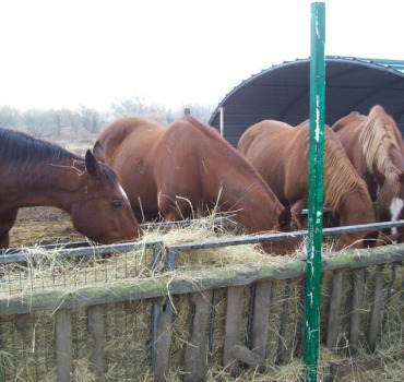 Aide alimentaire pour chevaux agés