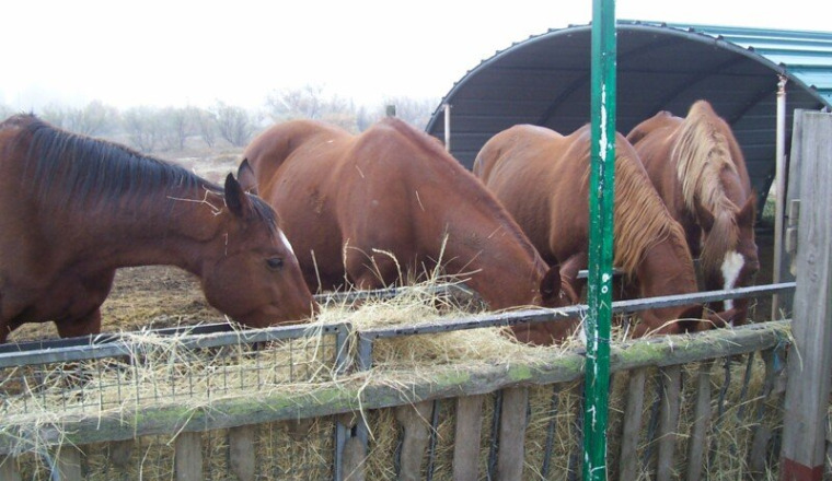Aide alimentaire pour chevaux agés