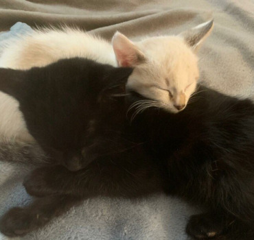 Aidons Scott et Shadow