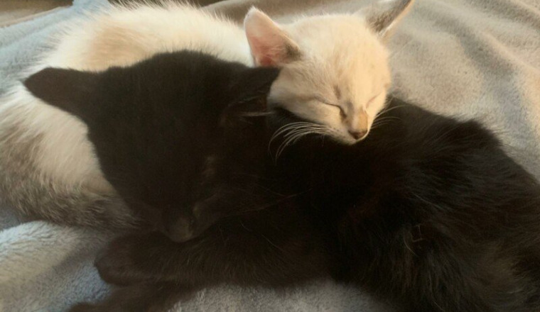 Aidons Scott et Shadow