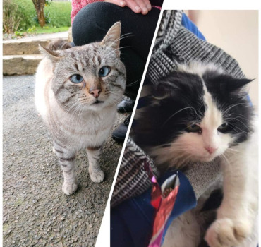 Frais vétérinaires pour bouboule et Billy