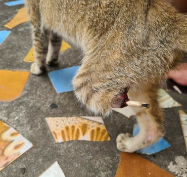 Chatte avec la patte tranché