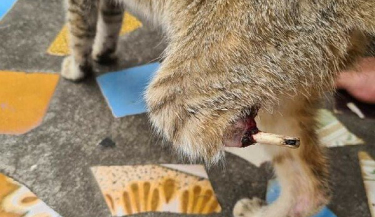 Chatte avec la patte tranché