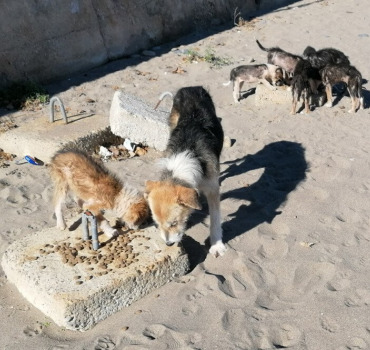 Nourriture et soins pour les chiens de Oued Laou