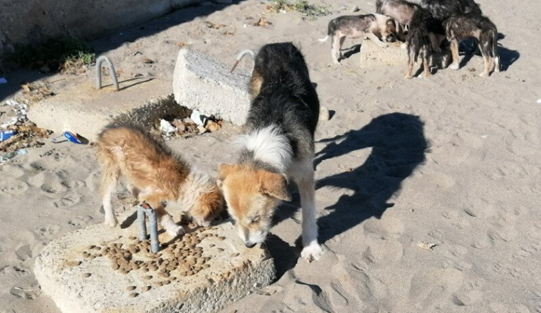 Nourriture et soins pour les chiens de Oued Laou
