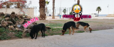 Fundraising proof image