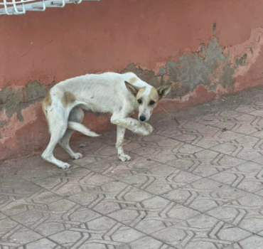 Sauvetage chien blessé
