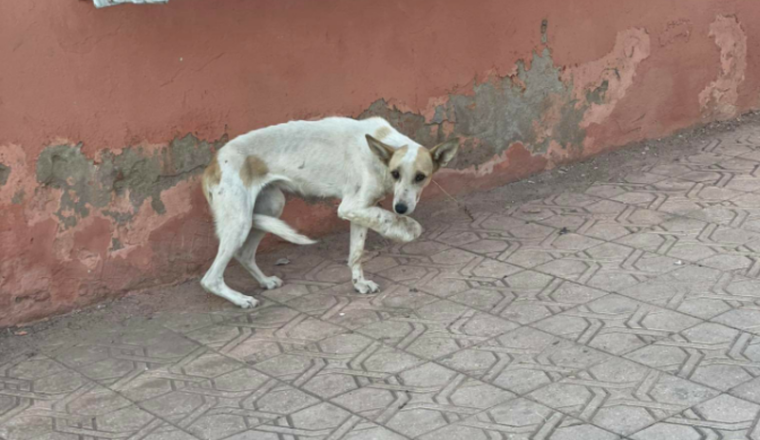 Sauvetage chien blessé