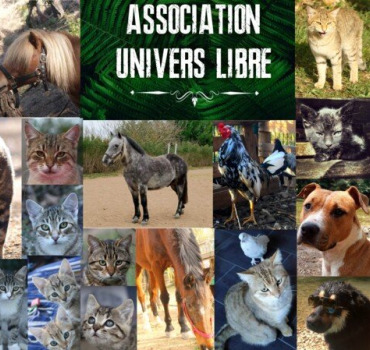 Solidarité pour les chats sauvages dans le besoin