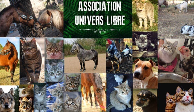 Solidarité pour les chats sauvages dans le besoin