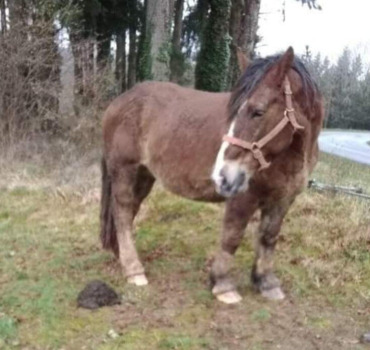 Sauvez Diwoine!