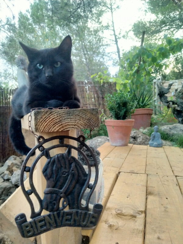 Image justificative de la cagnotte