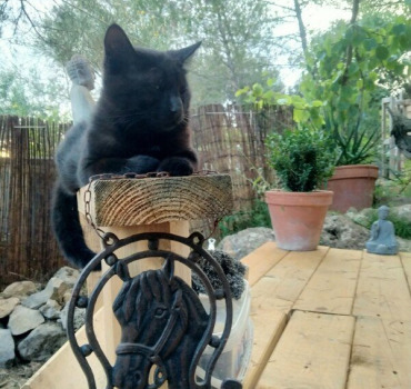 POUR LA CONSTRUCTION DU REFUGE DES CHATS