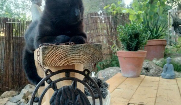 POUR LA CONSTRUCTION DU REFUGE DES CHATS
