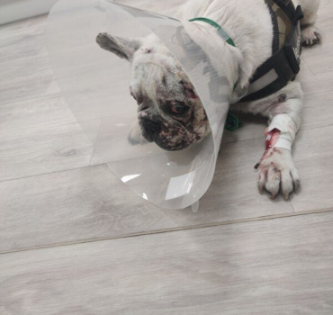 3 Opérations simultanés en urgence pour gnocchi
