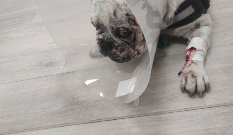 3 Opérations simultanés en urgence pour gnocchi