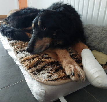 Des soins pour Barry