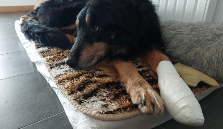 Des soins pour Barry