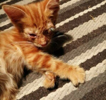 Chaton a l'œil crevé les felins de lespoir