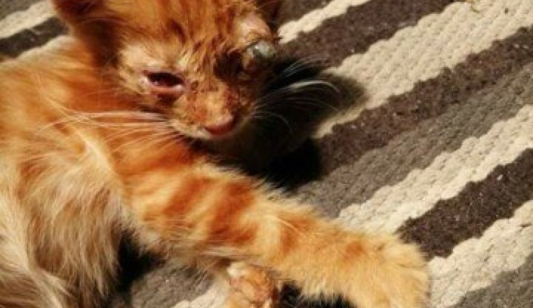 Chaton a l'œil crevé les felins de lespoir