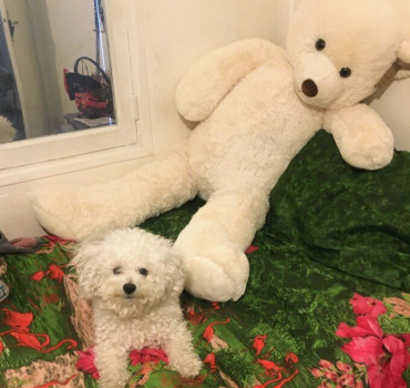 Opération des rotules de mon Bichon frisé