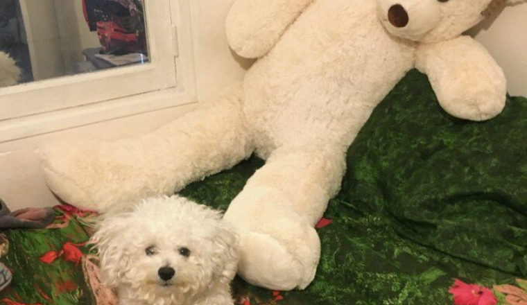 Opération des rotules de mon Bichon frisé