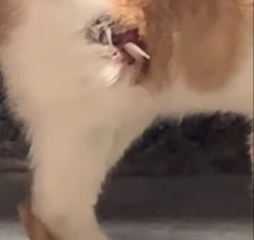 Chat gravement blessé