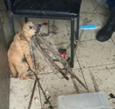 Chiot maltraité par des  gamins