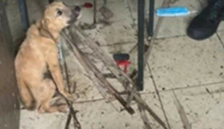 Chiot maltraité par des  gamins