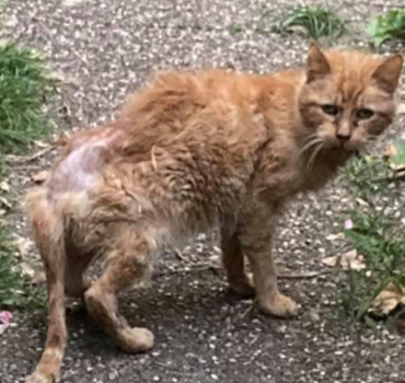 Aide pour les soins de Choubidou chat des rues