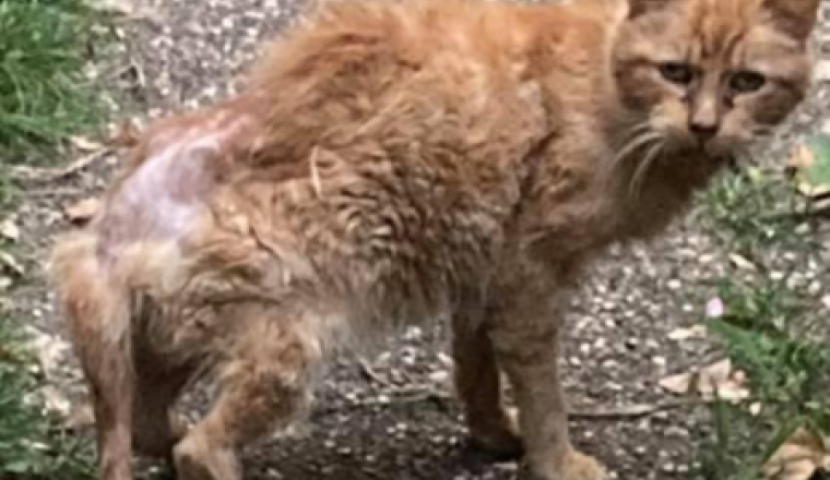 Aide pour les soins de Choubidou chat des rues