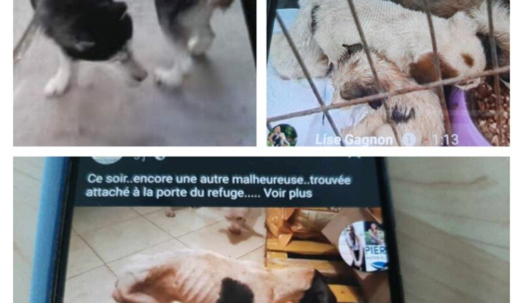 Aidons la tribu des Quat'pattes à Rabat
