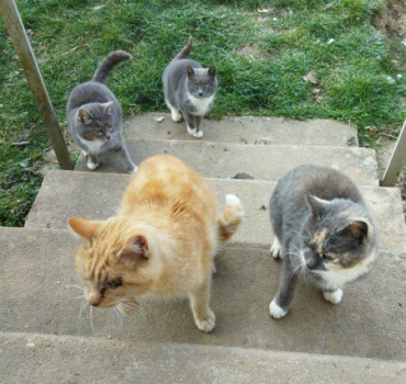 Pour les chats errants