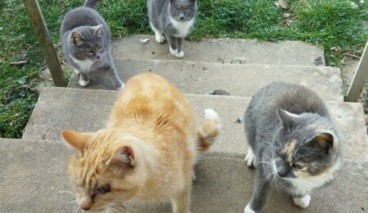 Pour les chats errants