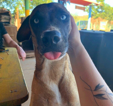 Perros en Puerto!!