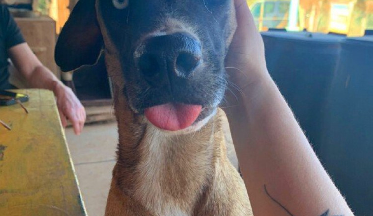 Perros en Puerto!!