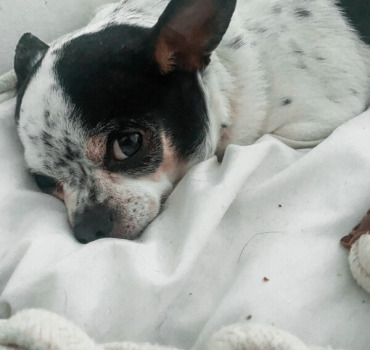 Aide frais vétérinaire pour mon chien