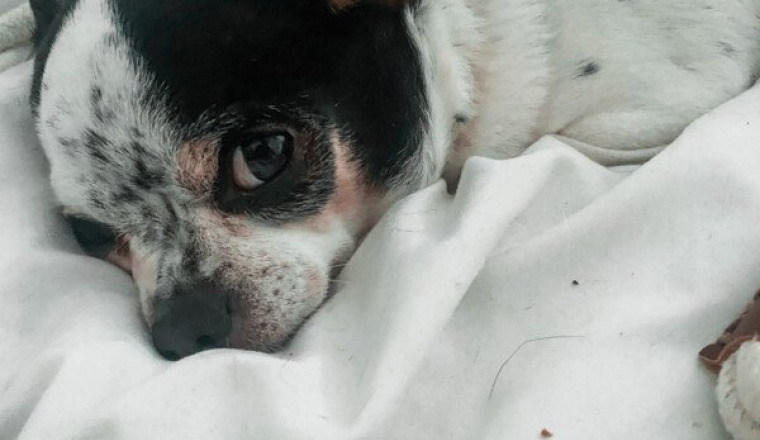 Aide frais vétérinaire pour mon chien