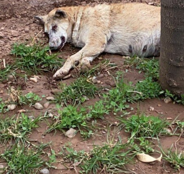 Talitha chienne malade et martyrisée