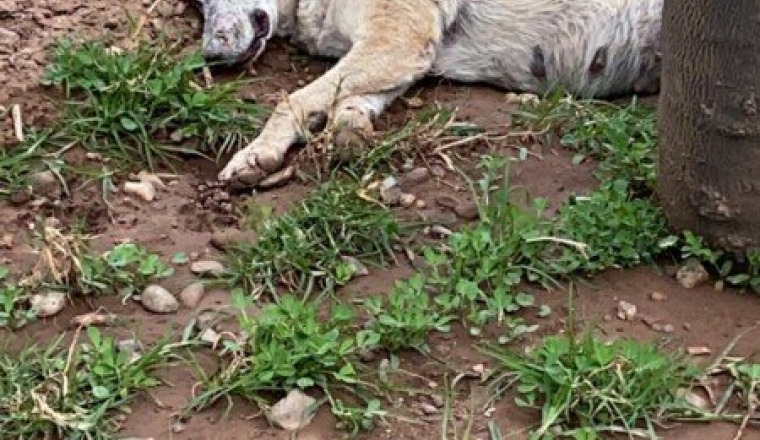 Talitha chienne malade et martyrisée