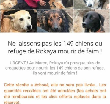 SOS les chiens de Rokhaya ont faim!🙏🏼