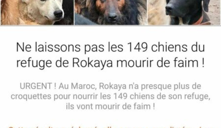 SOS les chiens de Rokhaya ont faim!🙏🏼