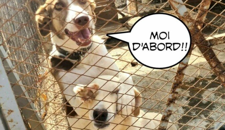 Cagnotte mensuelle pour le refuge