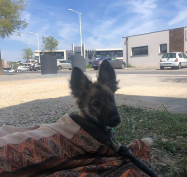 Chiot