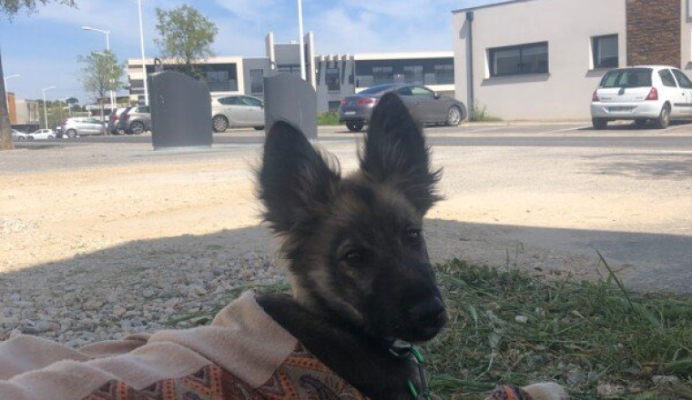 Chiot