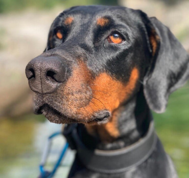 Un Dobermann pour Fred